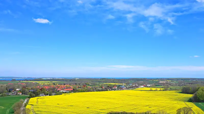 Rapsfelder in der Nähe von Flensburg